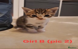 Mixed Breed cats for sale: 1/4 bengal x Britain short hair tabby kittens - Advert 7