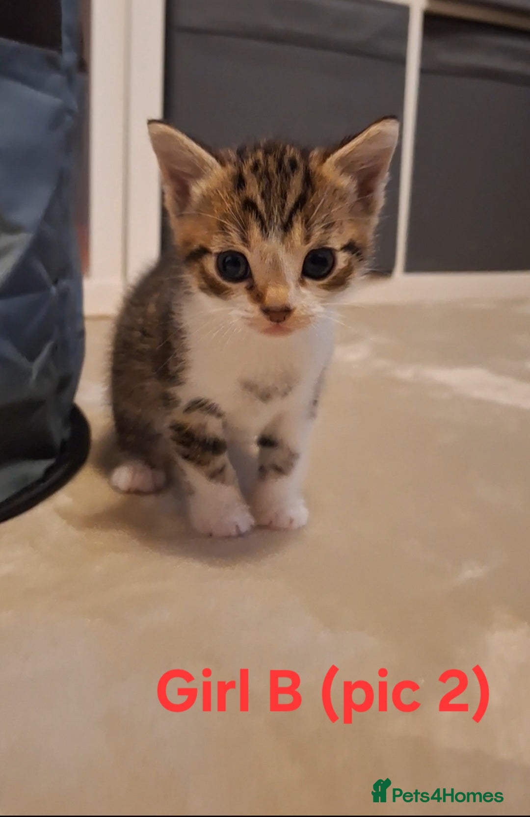 Mixed Breed cats for sale: 1/4 bengal x Britain short hair tabby kittens - Advert 7