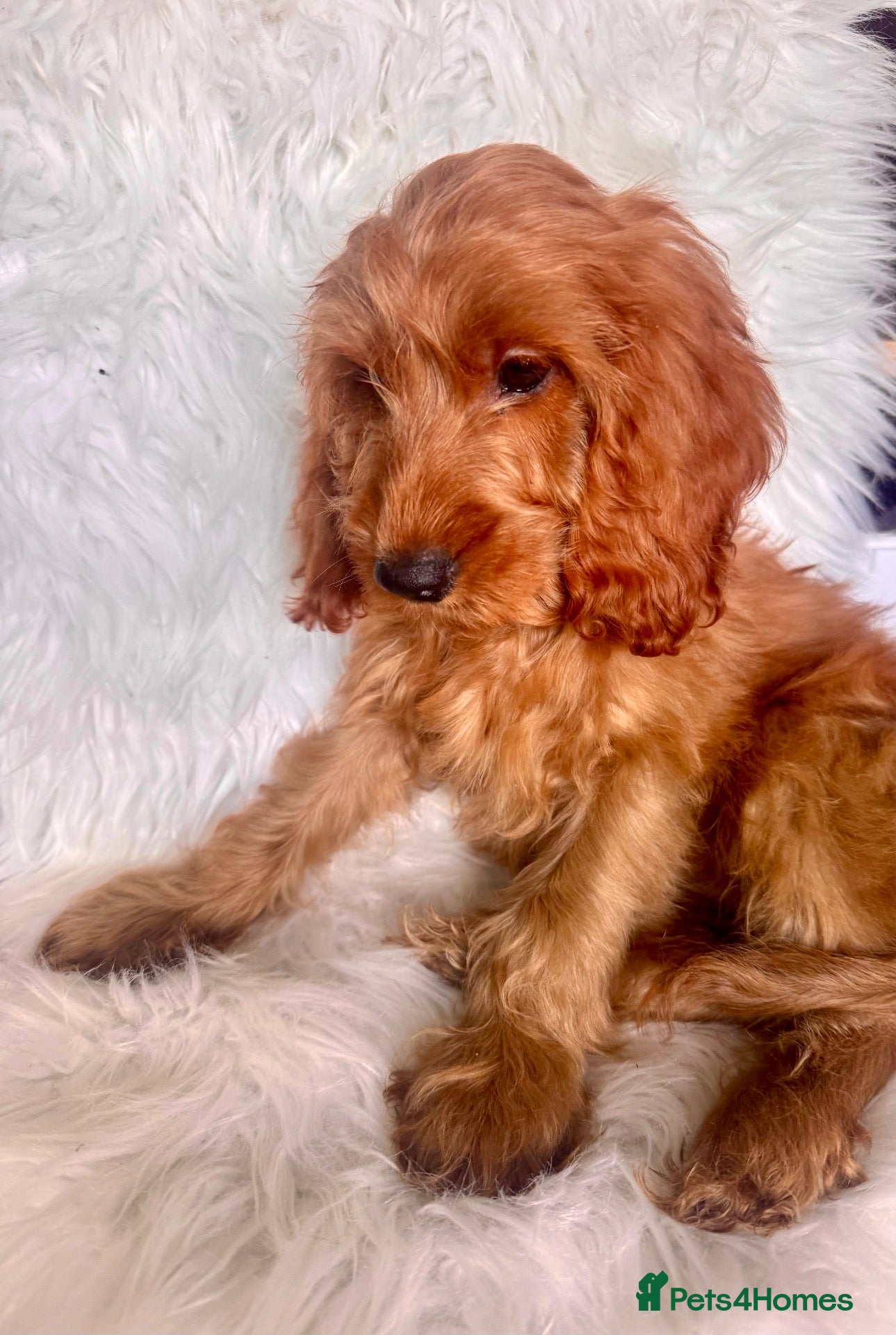 Cockapoo dogs 3 REMAINING FULLY VACCINATED/HEALTH CHECKED  - Advert 2