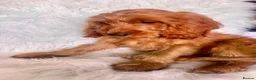 Cockapoo dogs for sale: WAITLIST FOR CHOCOLATE TAN COCKAPOOS NOW OPEN - Advert 8