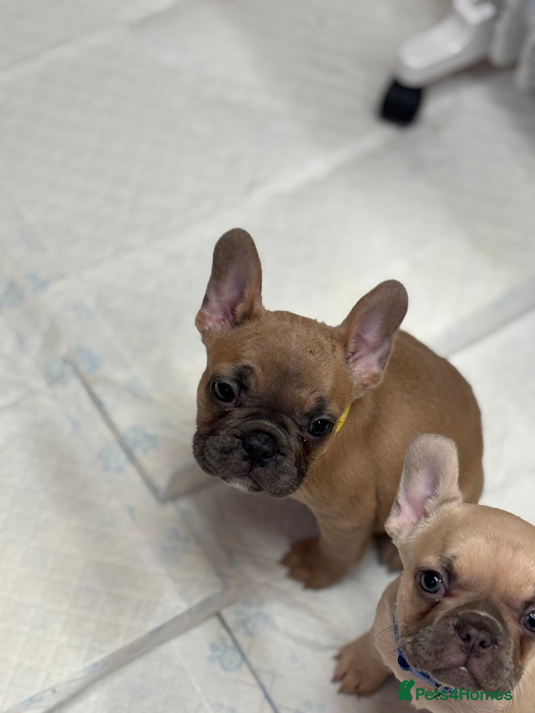 French Bulldog dogs for sale: 💕Adorable French bulldogs💕 - Advert 5