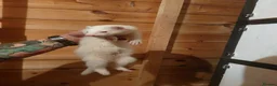 Ferret rodents for sale: Albino Kits for sale - Advert 5