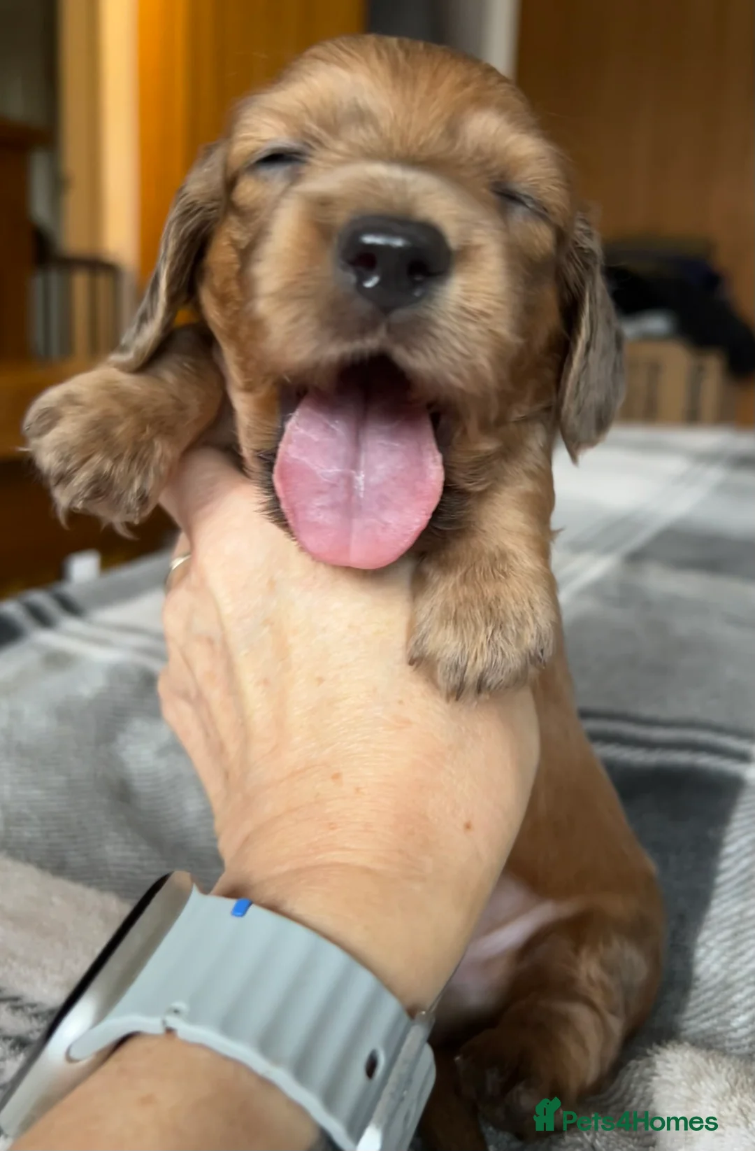 Miniature Dachshund dogs for sale: Long haired red miniature Dachshund puppies in Worthing - Advert 1