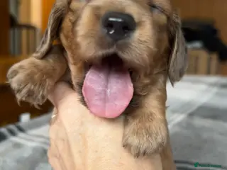 Miniature Dachshund dogs Long haired red miniature Dachshund puppies in Worthing - Advert 1