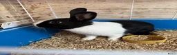 Mixed Breed rabbits for sale: Lionhead x Netherlands rabbits  - Advert 3