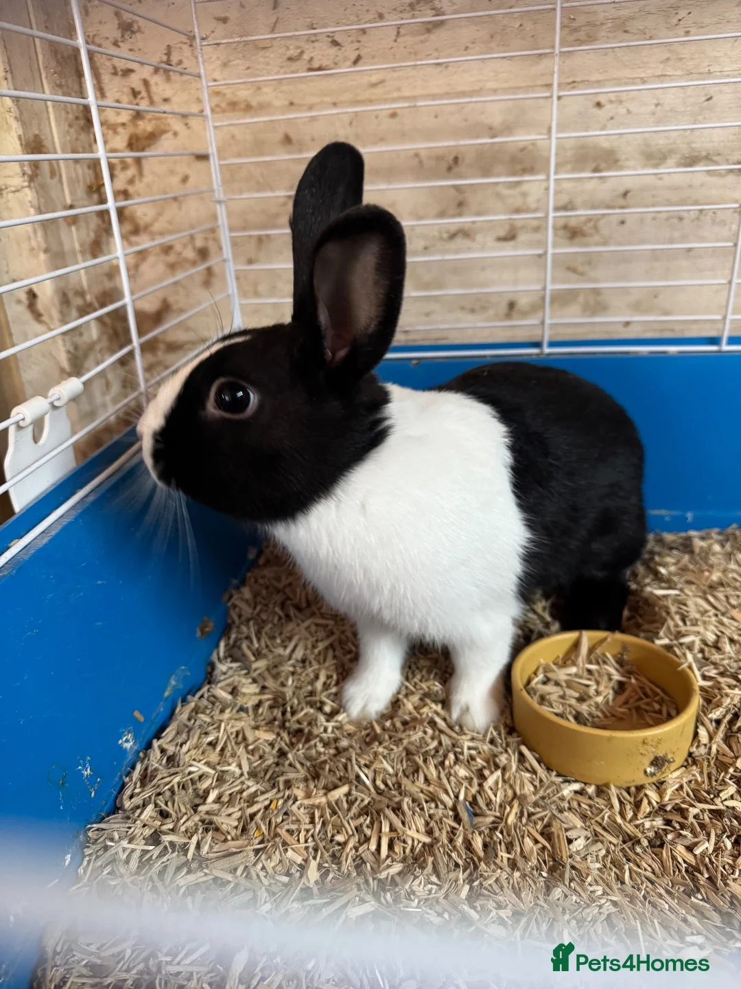 Mixed Breed rabbits for sale: Lionhead x Netherlands rabbits  - Advert 3