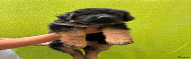 German Shepherd 2