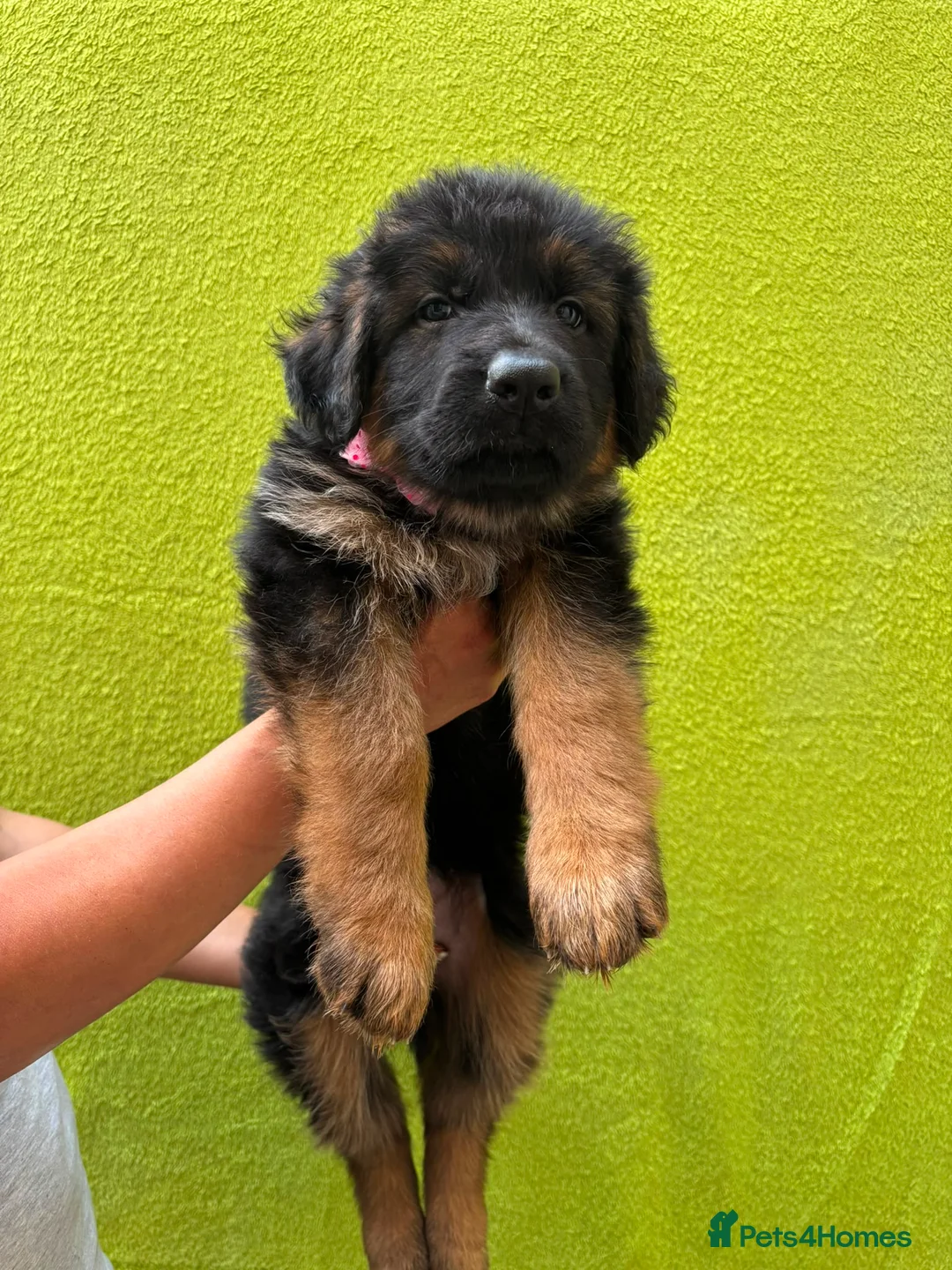 German Shepherd dogs for sale: German Shepherd puppies  - Advert 6