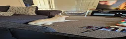 Pomsky dogs for sale: Pomsky for sale in Mansfield - Advert 8