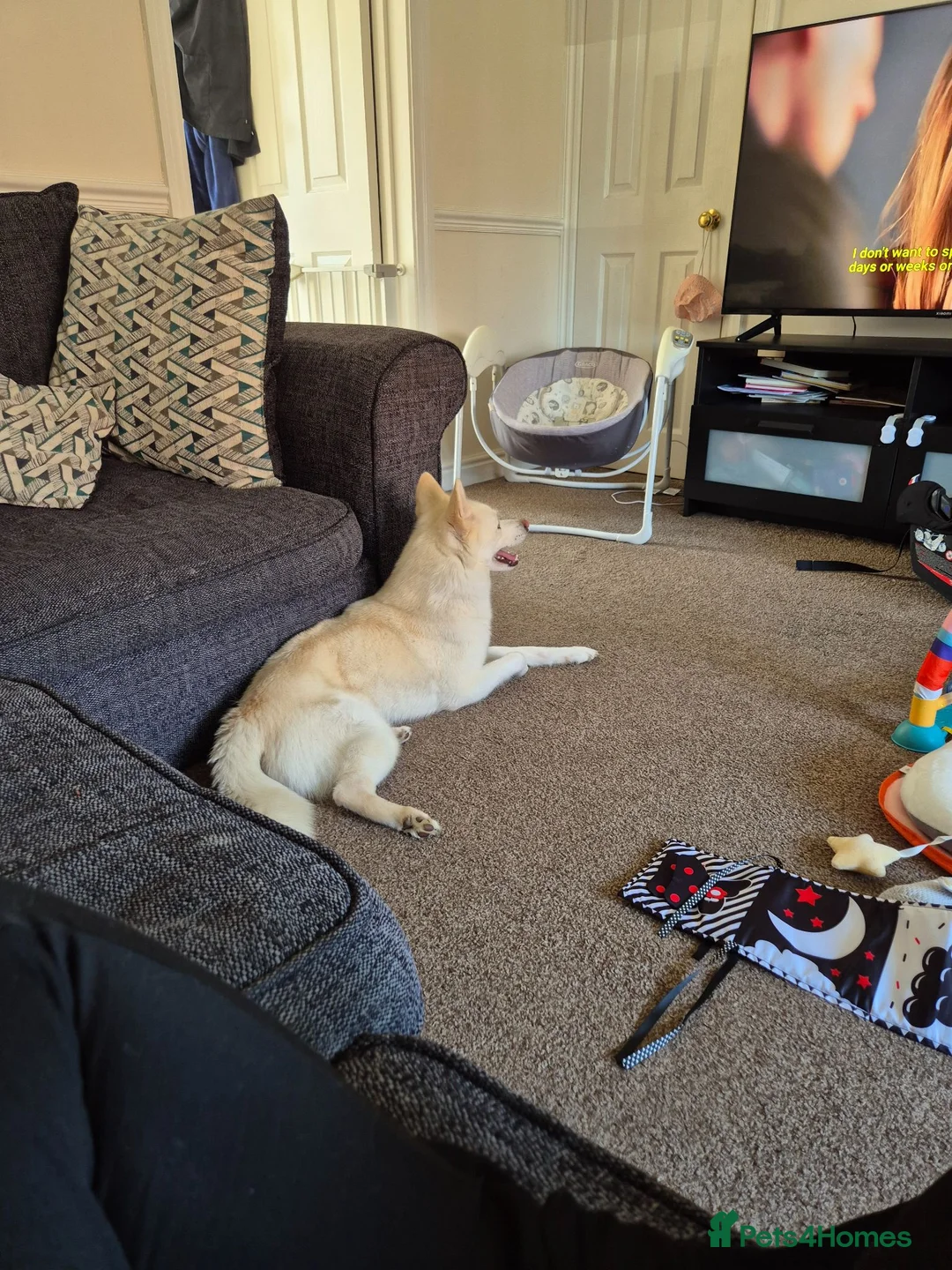 Pomsky dogs for sale: Pomsky for sale in Mansfield - Advert 8