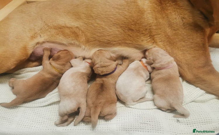 Labrador Retriever dogs - Advert 1