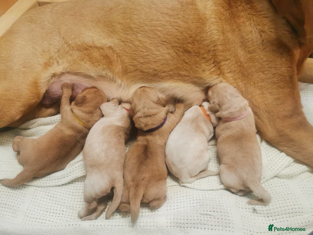 Labrador Retriever dogs for sale: 🐕 KC Reg Red, Golden & Champagne Labrador Puppys - Image 1