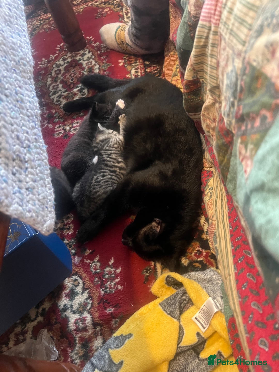 Mixed Breed cats for sale: 3 kittens for sale  - Image 10