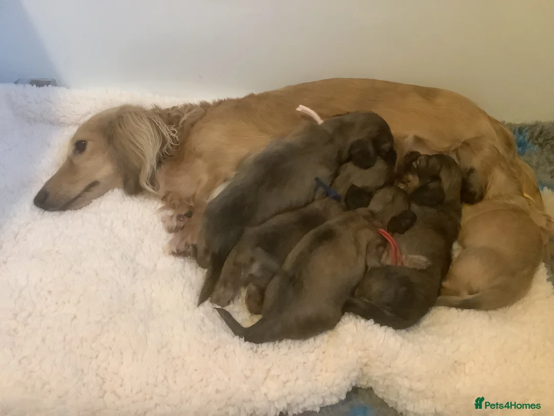 Miniature Dachshund dogs for sale: Two shaded cream boys available . - Advert 1