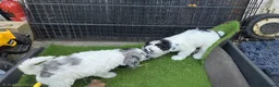Cockapoo dogs for sale: Cockapoo puppies  - Advert 5