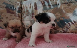 Mixed Breed dogs for sale: Pup’s for sale  - Image 1
