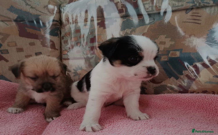 Mixed Breed dogs - Advert 4