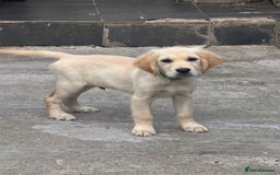 Golden Retriever dogs for sale: Beautiful April Fools Day Golden Retriever Puppies - Image 3