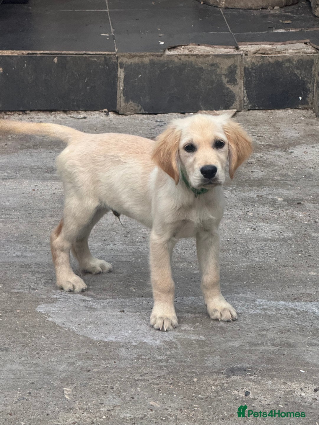 Golden Retriever dogs for sale: Beautiful April Fools Day Golden Retriever Puppies - Image 3