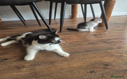 Mixed Breed cats for sale: Kittens - Image 4