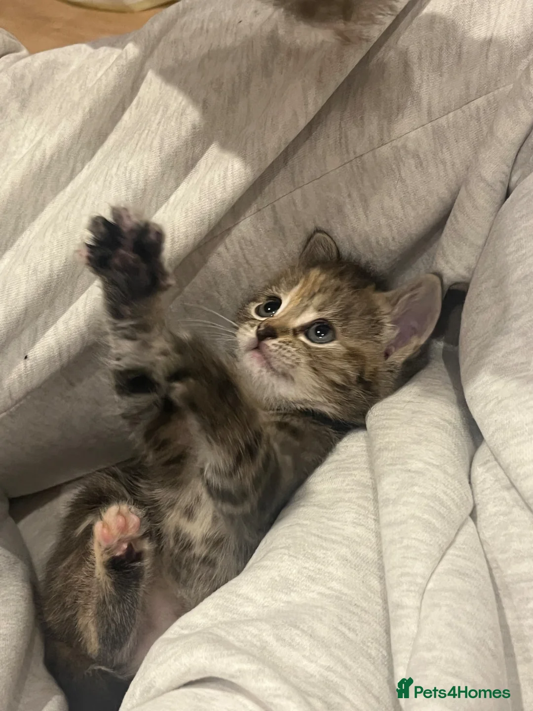 British Shorthair cats for sale: Shorthair Tabby 6 weeks  - Advert 2