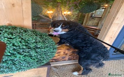 Bernedoodle dogs for sale: F1 Standard Bernedoodle Puppies  - Image 5