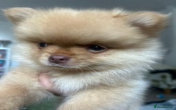 Pomeranian dogs for sale: 2 stunning boy Pomeranian pups ready in 1 week  - Image 19