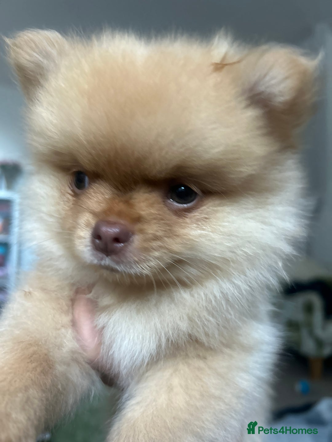 Pomeranian dogs for sale: 2 stunning boy Pomeranian pups ready in 1 week  - Image 19