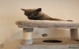 British Shorthair cats for sale: Female British Shorthair 3 years old - Image 4