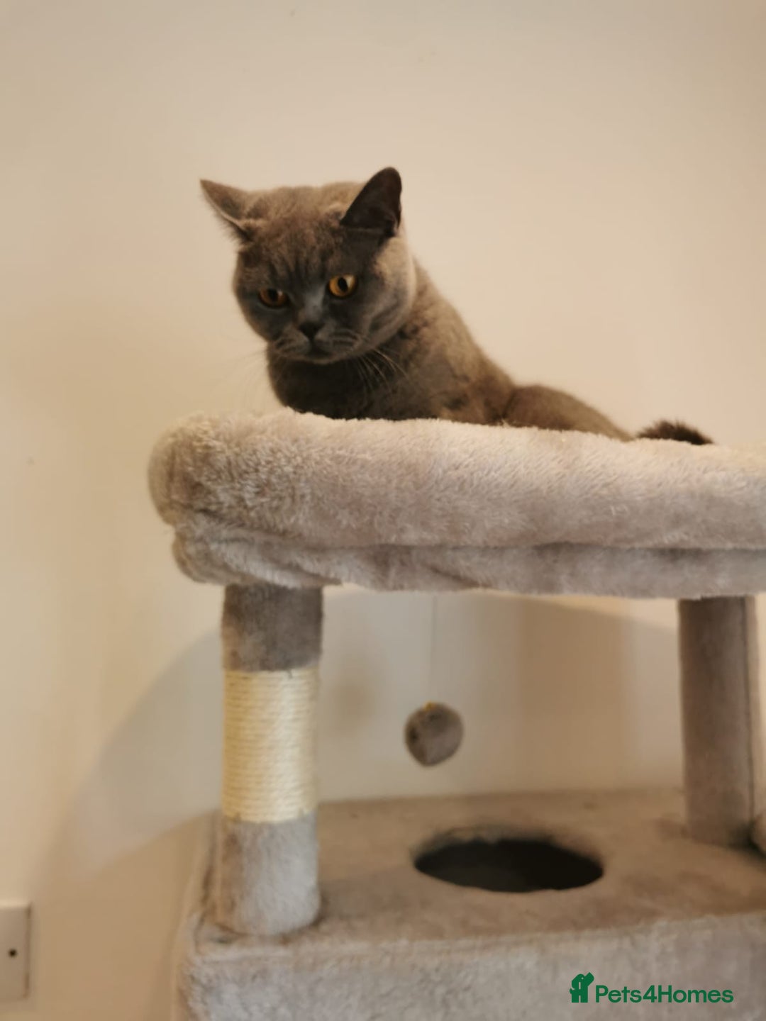 British Shorthair cats for sale: Female British Shorthair 3 years old - Image 4