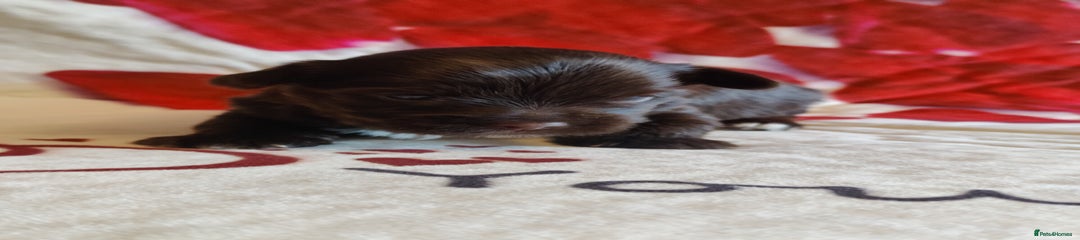 Yorkshire Terrier Puppy 2