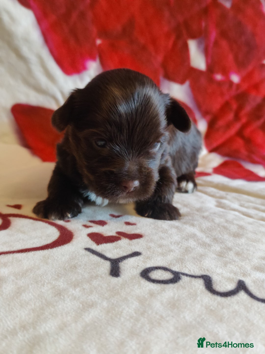 Yorkshire Terrier dogs for sale: Outstanding RARE Yorkshire terrier Chocolate - Image 15
