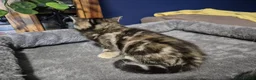 Norwegian Forest Cat cats for sale: Norwegian forest cat X marbled bengal - Advert 9