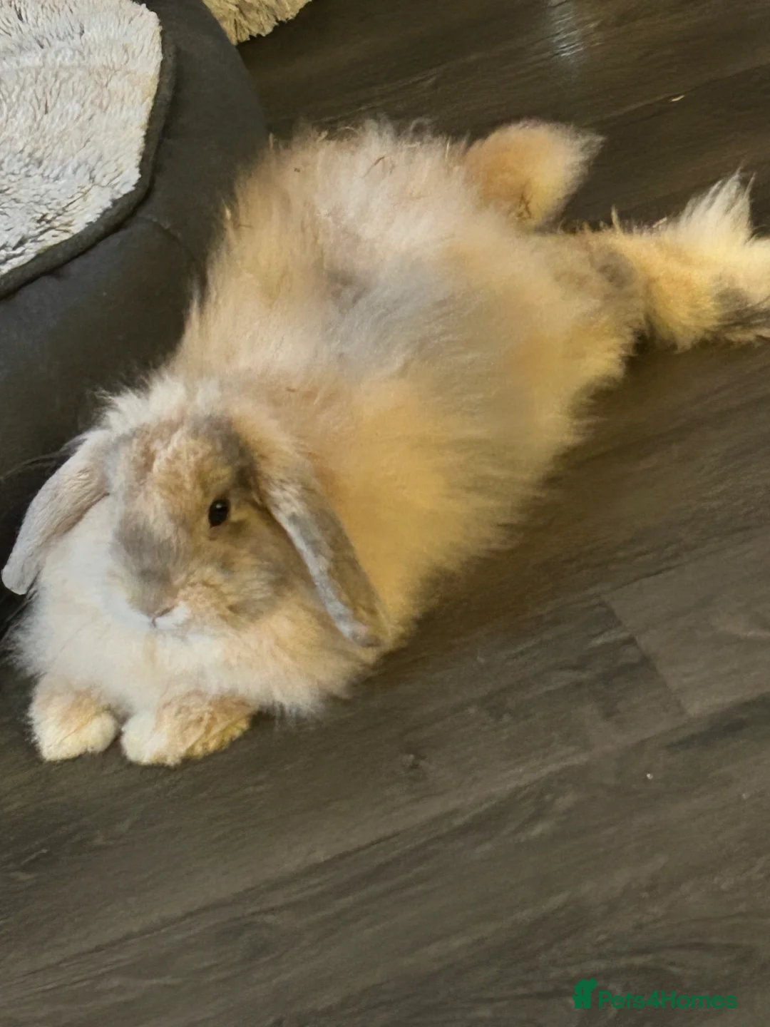 English Lop rabbits for sale: Beautiful Lop Bunny for Rehoming - Advert 2