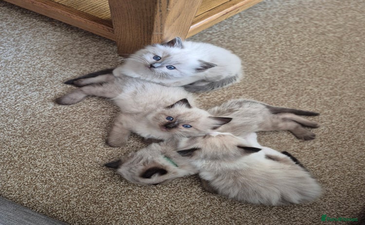 Ragdoll cats - Advert 2