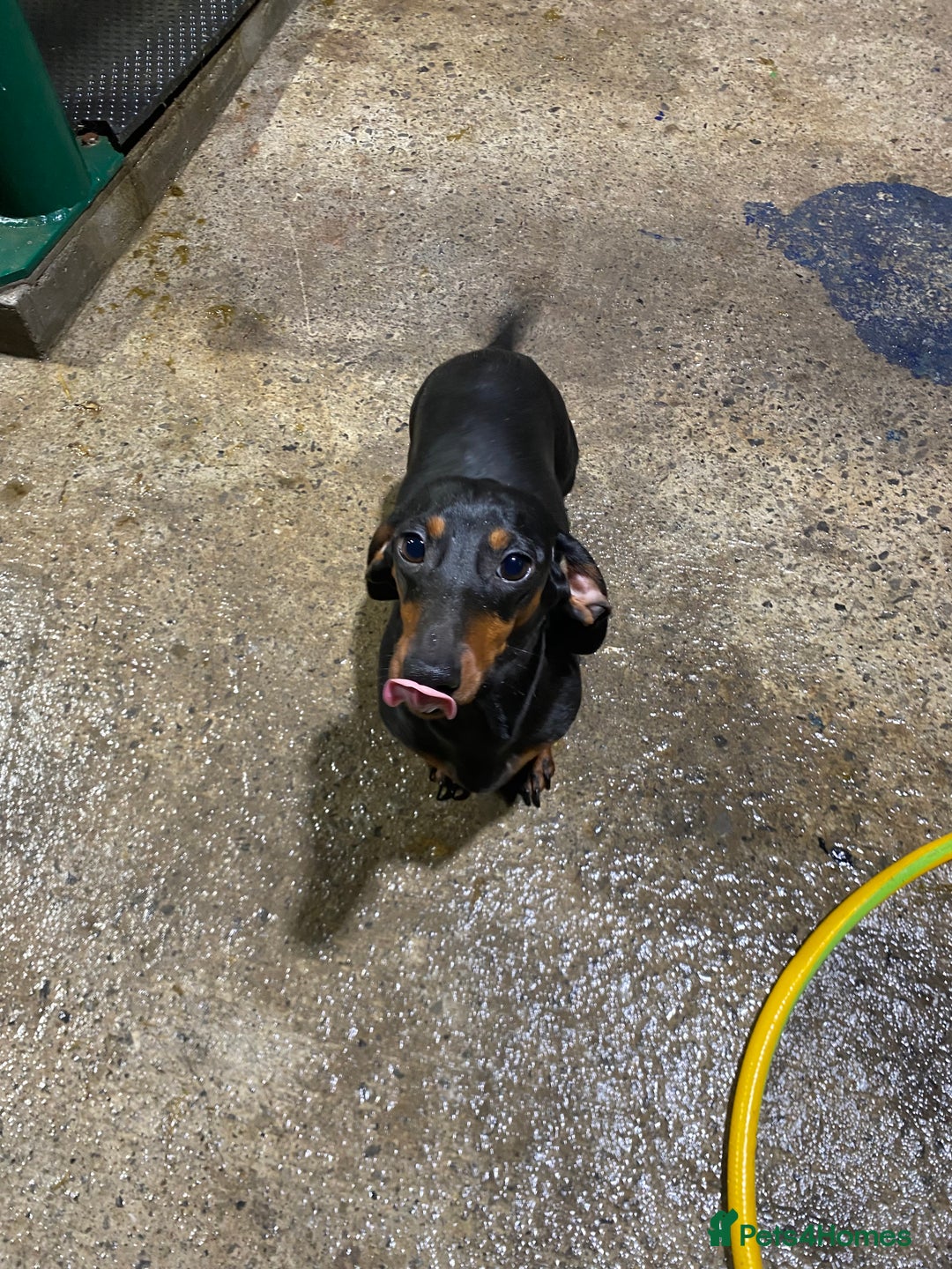 Miniature Dachshund dogs for sale: 1yo Miniature Dachshund - Advert 20