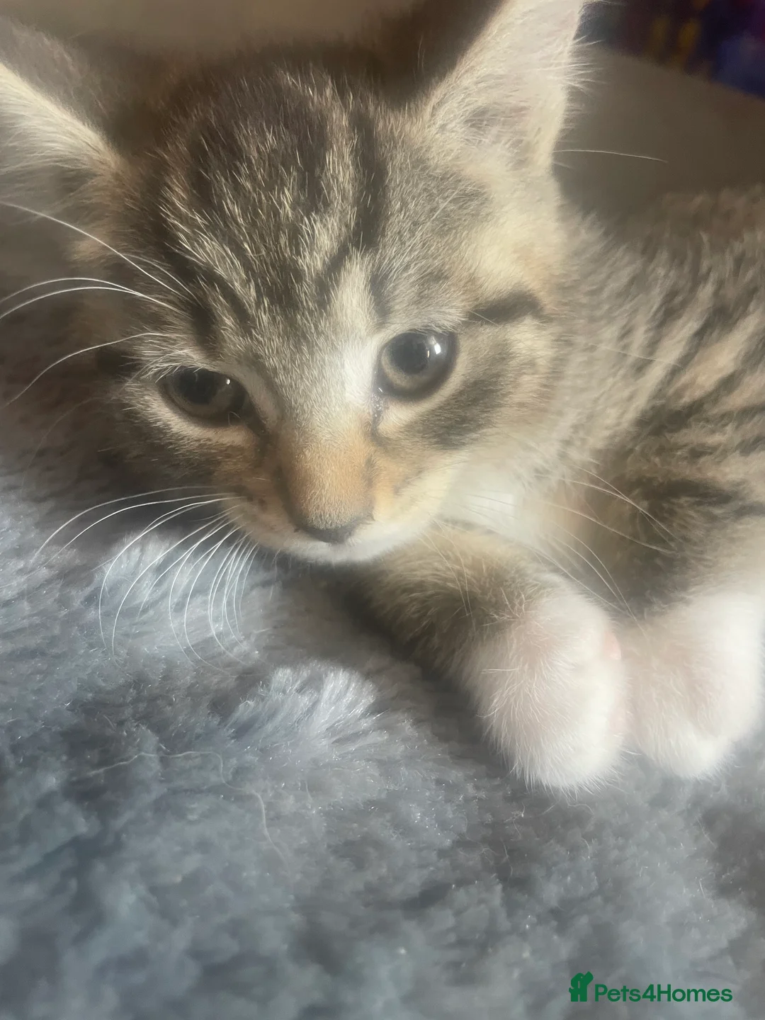Mixed Breed cats for sale: 3 x Lovely Little Boys - Advert 2