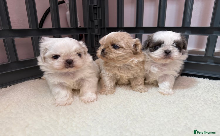 Shih Tzu dogs - Advert 9