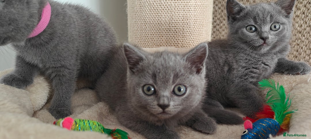 British Shorthair cats for sale: British shorthair blue/lilac kittens  - Image 29