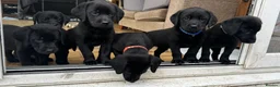 Labrador Retriever dogs for sale: Last 2 stunning kc reg black labradors - Advert 11