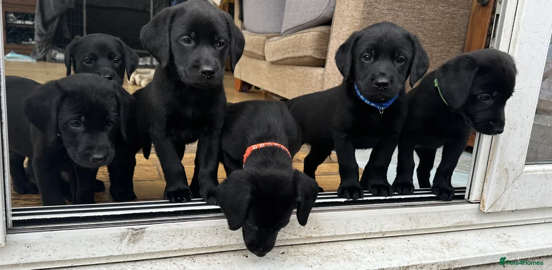 Labrador Retriever dogs for sale: Last 2 stunning kc reg black labradors - Advert 11