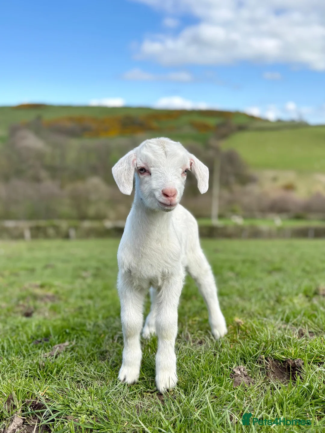 Goats livestock for sale: Beautiful female kid goat - Advert 1