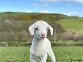 Goats livestock Beautiful female kid goat - Advert 13