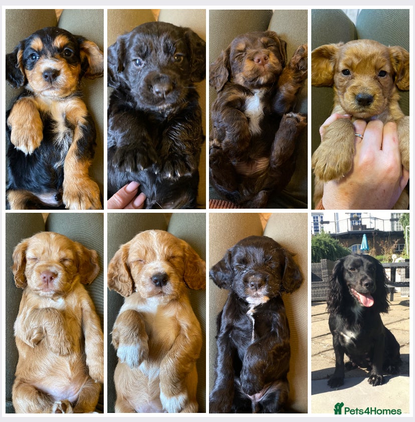 Cocker Spaniel dogs KC REGISTERED WORKING COCKER SPANIEL PUPPIES  - Advert 13