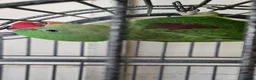 Parrots birds for sale: Pair of Alexandrine parrots for sale - Advert 3