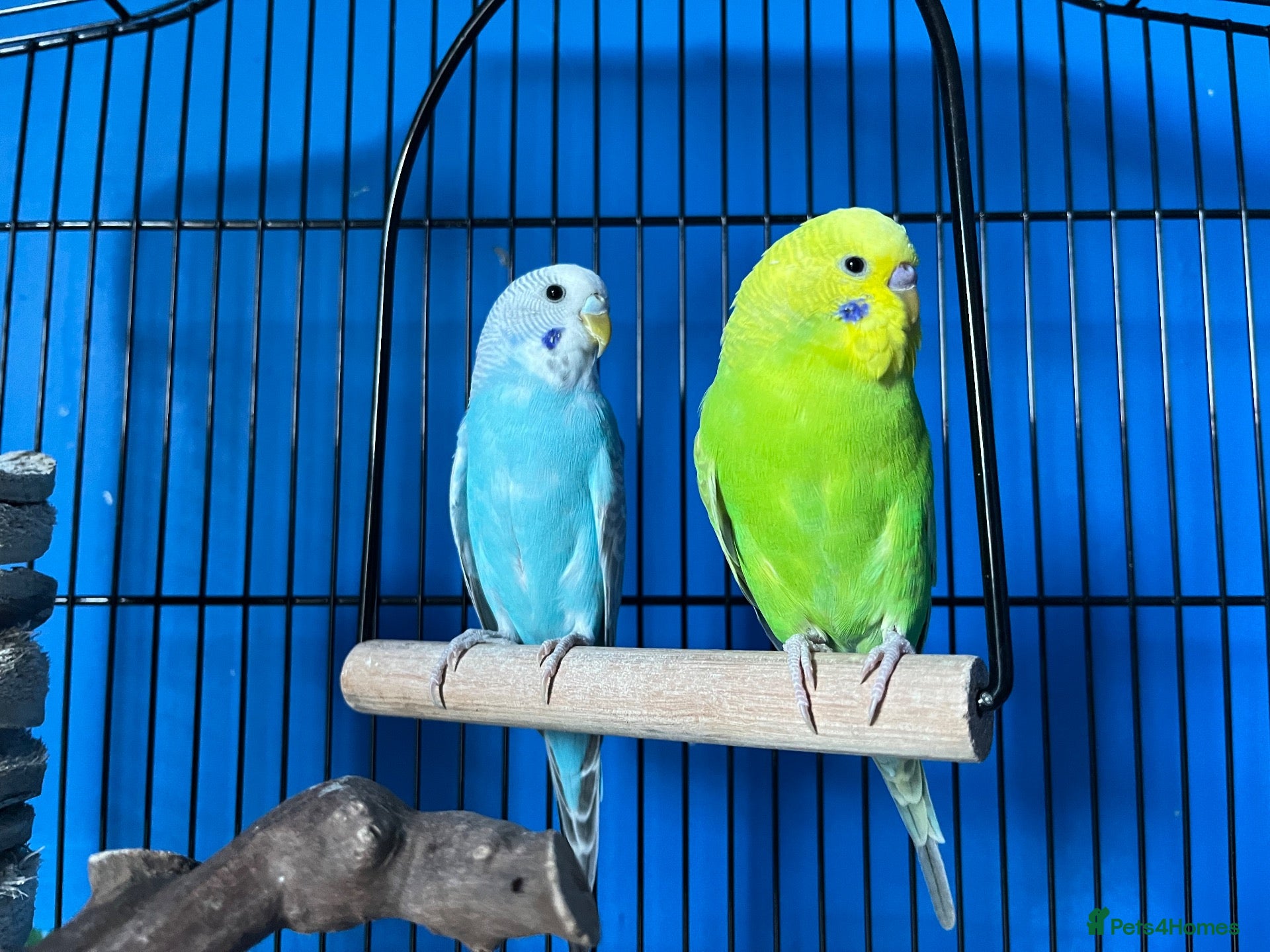 Budgerigars birds Budgies for Sale - Medium Cage & All Accessories  - Advert 5