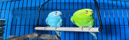 Budgerigars birds for sale: Budgies for Sale - Medium Cage & All Accessories  in Bradford - Advert 1