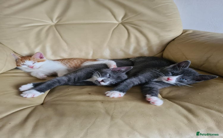 Mixed Breed cats - Advert 2