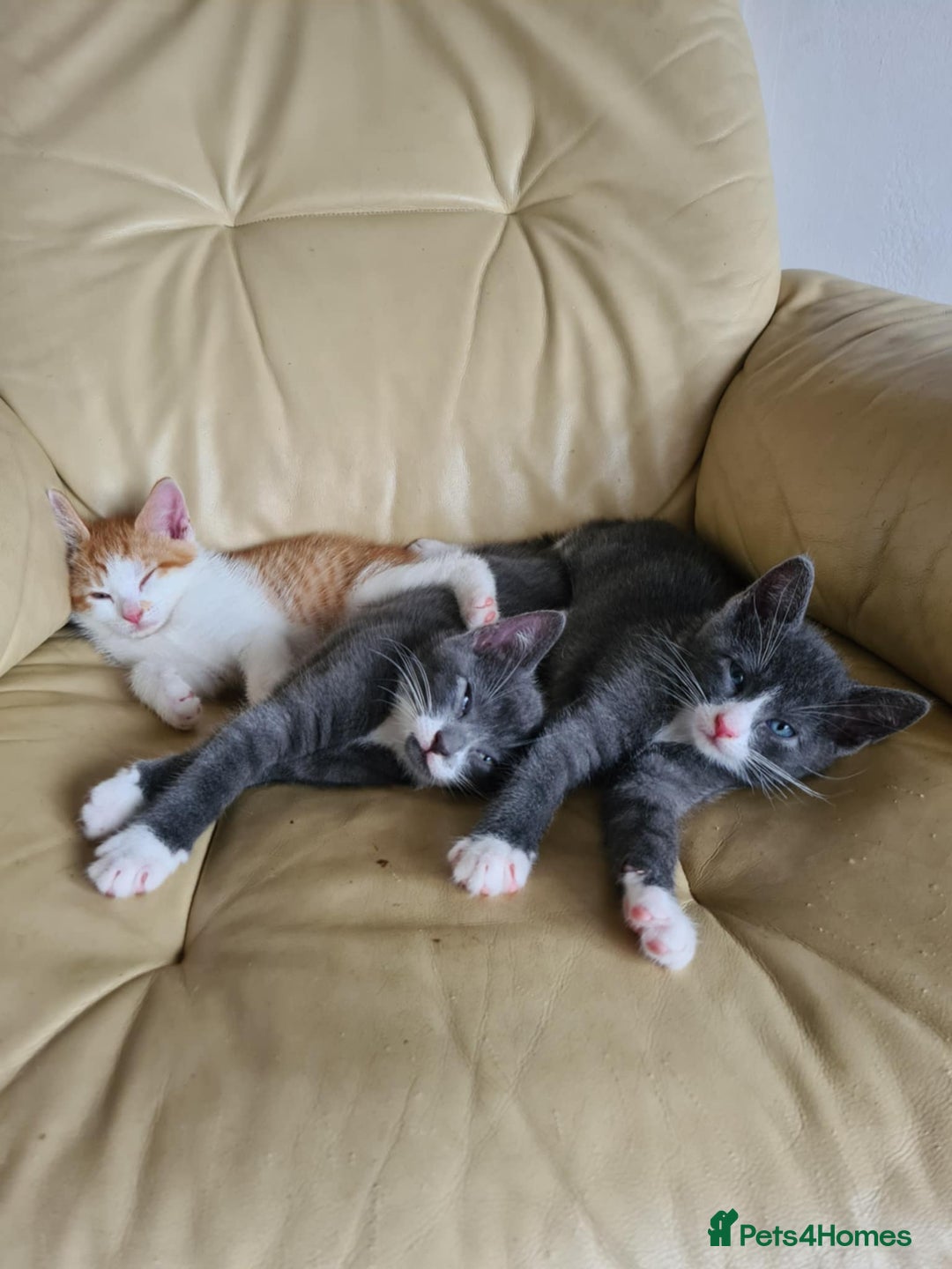 Mixed Breed cats for sale: Kittens - Image 1