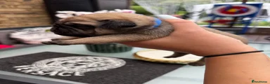 Pug 3